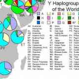 Mapa mundial de Haplogrupos Ya